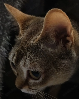 Singapura Siam Mix Kitten Kätzchen kleine Katze Bild 4
