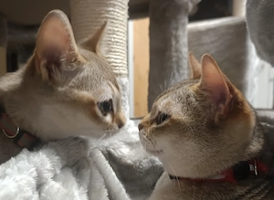 Singapura Wurfankündigung Kitten werden erwartet Kätzchen Katze