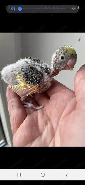  SUCHE Nympfensittig Baby