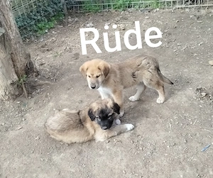 Pyrenäenberghund Mischlinge 