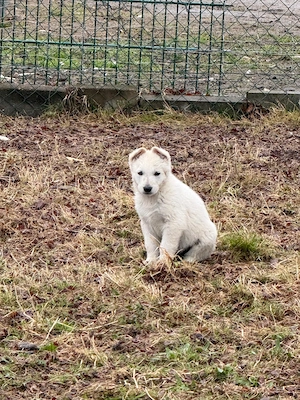 Weißer Schweizer schäferhund Welpen 