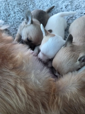 3 Zuckersüße Reinrassige Chihuahua   Bild 10