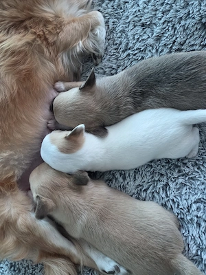 3 Zuckersüße Reinrassige Chihuahua   Bild 9