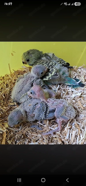 SUCHE Wellensittig Baby