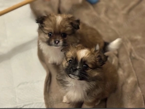 Zuckersüßer Welpe (Pomeranian-Stil) sucht ein liebevolles Zuhause