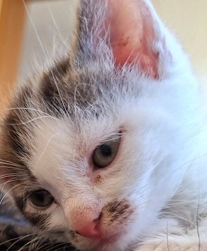 Kater 12 Wochen sucht Familie