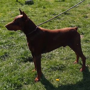 Dobermann Rüde in braun