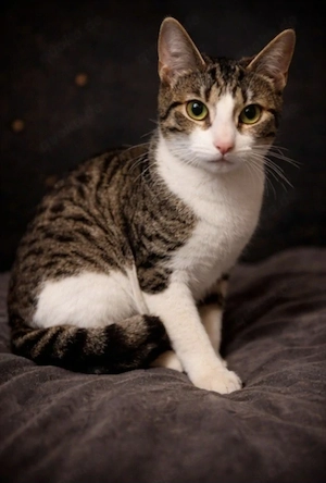 Katze 4 Monate alt europäisch Kurzhaar 