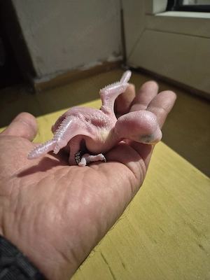 Halsbandsittich Nestjunge 