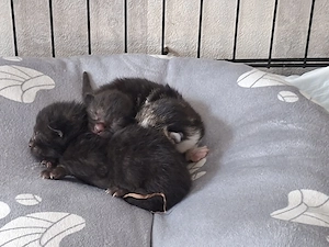 Wir nehmen Katzen in Not auf