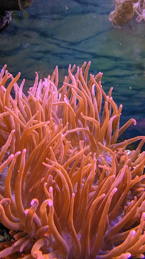 Kupferanemonen abzugeben!