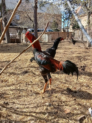 ich gebe hier Bruteier von meinen charmos ab