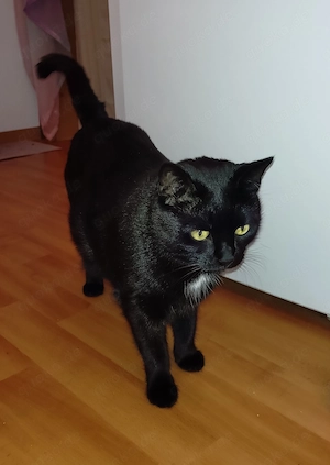 Suche liebevolles neues Zuhause für meine Katze