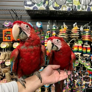 Dunkelrote Aras   Handzahm & Sozialisiert