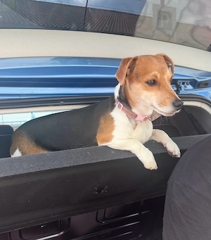 Wurfankündigung Jack Russell