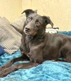 Molly - wer gibt ihr eine Chance? Bild 3