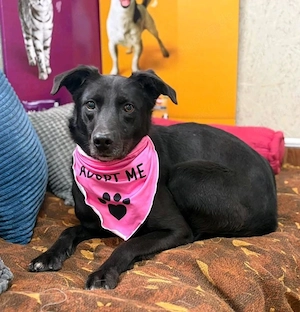 Molly - wer gibt ihr eine Chance?