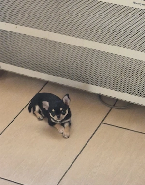    Kleines Herz, große Persönlichkeit! Seltener Schwarzer und brauner Chihuahua-Welpe