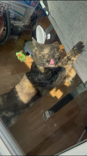 Ein neues Traumschloss für meine Mika gesucht