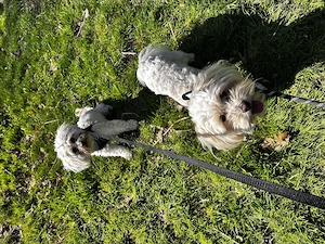 Bolonka Zwetna Hündin