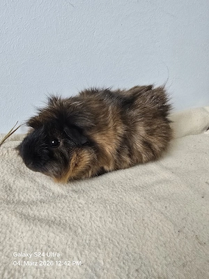 Meerschweichen Weibchen