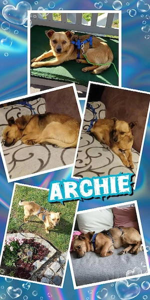 kleiner Traumrüde "Archie" (menschenbezogen, offen, verträglich uvm.) sucht ein Zuhause 