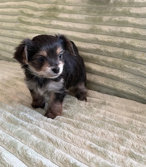 Chorky, Chihuahua-Yorkshire Welpen