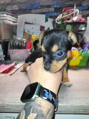 Retromops Mix Welpen 