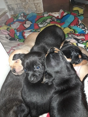 Retromops Mix Welpen 