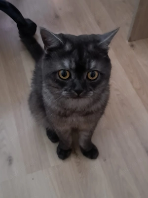 Junges Mischlingskätzchen (12 Monate) zu verkaufen