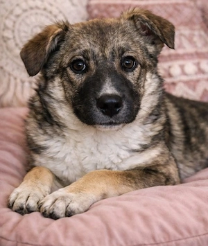 Lisa - wer verliebt sich?