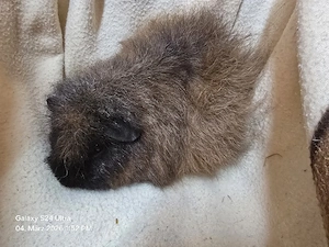 Meerschweinchen Böckchen