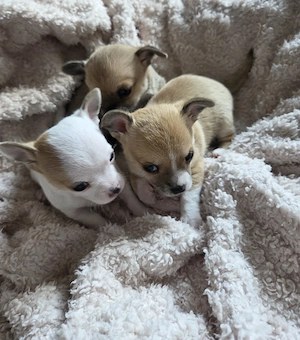 3 Zuckersüße Reinrassige Chihuahua   Bild 8