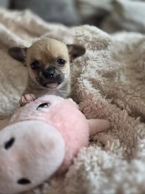 Reinrassige Chihuahua Hündin 