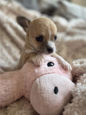 3 Zuckersüße Reinrassige Chihuahua   Bild 4