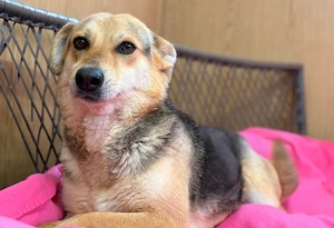 Nami - sanfte Seele sucht dich!