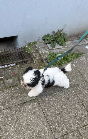 Shih tzu noch eins Jungs 3 Monate alt 