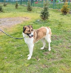 Ich möchte ein guter Begleiter werden.