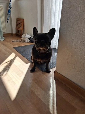 Französische Bulldogge