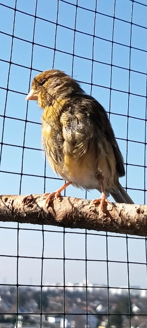 Hübsche Kanarienvögel Weibchen 1 Jahr alt