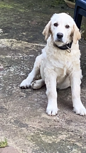 Golden Retriever welpe