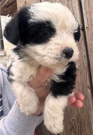 Yuma - junges Herz sucht ihr Zuhause!