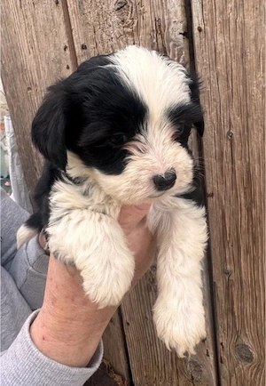 Lani - wer will ihr ein Leben schenken?