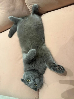 Kater sucht neue zu Hause