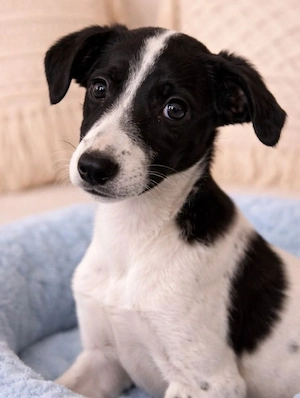 Anton - wer verliebt sich in seine Flecken?