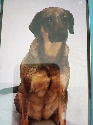 Mus meine hündin in gute hände verk.