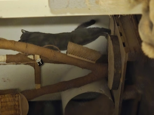 Suche ein neues liebevolles Zuhause 