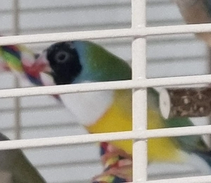 Verkaufe 2 Gouldamadinen 