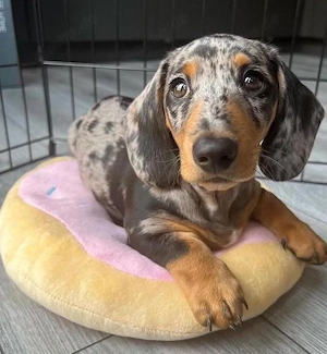 Dackel Hündin Schwarztiger sucht liebevolles Zuhause