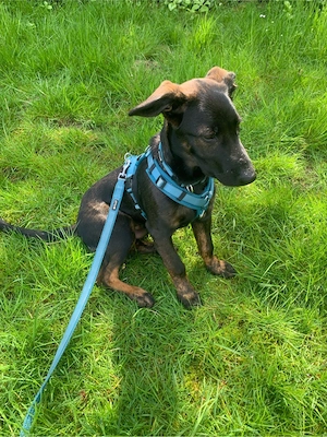 Tyson holländischer Schäferhund, Mix, Dobermann welpe 
